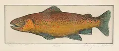 Alan James Robinson, Beaverhill Brown #13/50, hand coloured etching on paper