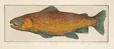 Alan James Robinson, Beaverhill Brown #13/50, hand coloured etching on paper