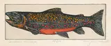 Alan James Robinson, Canadian Brookie #14/50, hand coloured etching on paper