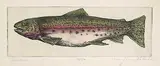 Alan James Robinson, Rainbow Trout #7/50, hand coloured etching on paper
