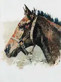 Jack Elmo King, Untitled - Portrait of a Thoroughbred