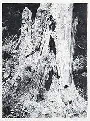 Ernest Friedrich Lindner, Dead Fall 2 #88/100, 1976, lithograph on paper