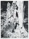 Ernest Friedrich Lindner, Dead Fall 2 #88/100, 1976, lithograph on paper
