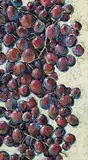 Kathleen McCallum, The Grapes of Kath, 2001, acrylic on canvas