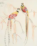 Illingworth Kerr, Reeves Pheasant, coloured pencil on paper