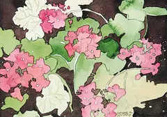 Claude A. Simard, Pink Geranium, 1996, watercolour on paper