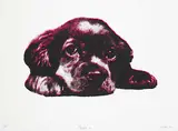 Christopher Cran, Puppy 2 #11/18, 2005, colour silkscreen on paper