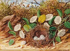 William M. Cruikshank, Bird's Nest [with White Eggs] and Flowers, oil on ivory