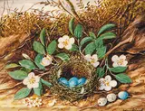 William M. Cruikshank, Bird's Nest [with Blue Eggs] and Flowers, oil on ivory