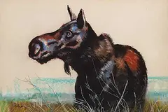 John Gilroy, Untitled - Moose in the Marsh, pastel on paper