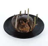 Victor Cicansky, Untitled - New Growth Potato #2/5