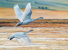 Peter Miehm, Trumpeter Swans, 1983, gouache on paper