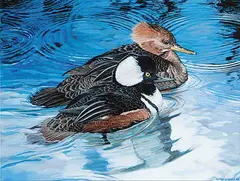 Peter Miehm, Ruddy Mergansers, 1985, gouache on paper