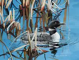 Peter Miehm, Loons, 1980, gouache on paper