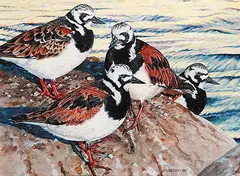 Peter Miehm, Ruddy Turnstone, 1984, gouache on paper