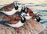 Peter Miehm, Ruddy Turnstone, 1984, gouache on paper