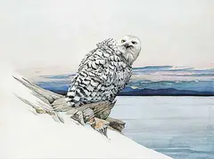 Peter Miehm, Snowy Owl, 1979, gouache on paper