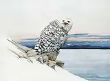 Peter Miehm, Snowy Owl, 1979, gouache on paper