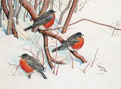 Peter Miehm, American Robins, 1981, gouache on paper