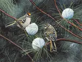 Peter Miehm, Gold Crowned Kinglet, 1982, gouache on paper