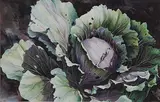 Karen Noice, Cabbage, 1981, watercolour on paper