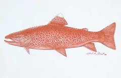 Karl A. Geist, Untitled - Brown Fish, 1999, pastel on paper