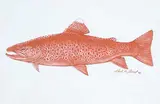 Karl A. Geist, Untitled - Brown Fish, 1999, pastel on paper