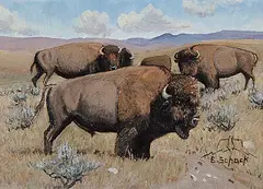 Elmer Schock, Buffalo, oil on wood board