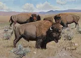 Elmer Schock, Buffalo, oil on wood board