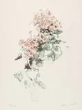 Molly Lamb Bobak, Pink Cineraria #149/250, 1978, colour lithograph on paper
