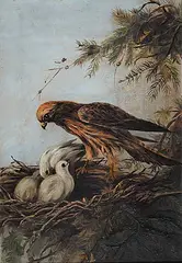 Pollie Boultby, Untitled - Hawk Feeding her Young, oil on canvas