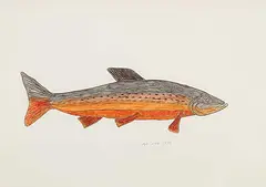 Peter Morgan, Arctic Char During Spawning Season, 1975, mixed media on paper