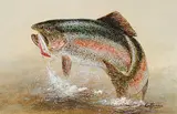 John Crittenden, Untitled - Rainbow Trout, 1979, oil on wood board