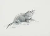 Jim Garson, Untitled - Little Shrew, 1972, graphite on paper