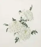 Caren Heine, White Chrysanthemums, watercolour on paper