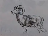 Robert A. Wyatt, Dall Ram, 1983, oil on canvas