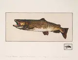 Jack Lee Cowin, Fire Hole Brown [Western Trout Series] #2/100