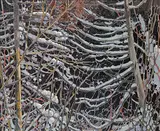 Robert Genn, Canada Northern Forest - Algoma