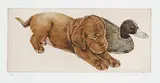 Jack Lee Cowin, Untitled - Puppy and Decoy #8/50