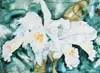 Isabelle Hunt-Johnson, Untitled - White Cattleyas, 1991, watercolour on paper