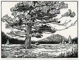 Windblown Fir #45/100 by Margaret Shelton, 1947, lino block on paper, sold May 2011