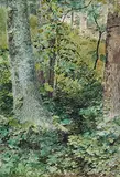 Marmaduke Matthews, Untitled - Forest Undergrowth