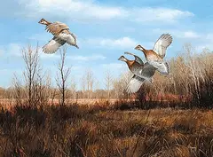 David A. Maass, Sharp Tailed Grouse, 1981, oil on board
