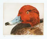 Jack Lee Cowin, Red Head Drake #11/30