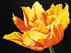 Sheryl Sawchuk, Untitled - Bright Tulip, acrylic on canvas