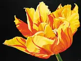 Sheryl Sawchuk, Untitled - Bright Tulip, acrylic on canvas