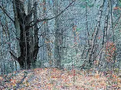 Garry Kaye, Quebec Woods, 2008, acrylic on canvas