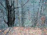 Garry Kaye, Quebec Woods, 2008, acrylic on canvas