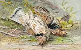Thomas Mower Martin, Untitled - A Brace of Grouse