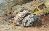 Thomas Mower Martin, Untitled - A Brace of Partridge